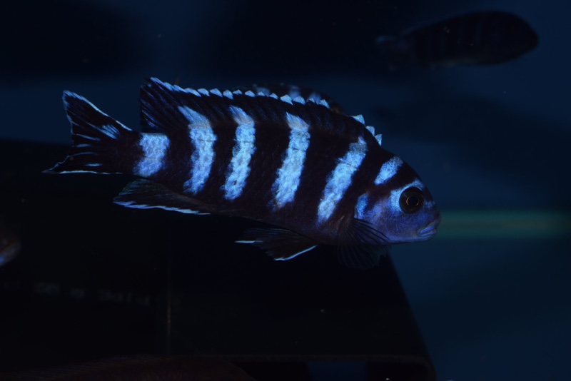 Chindongo demasoni 'Pombo Rocks'